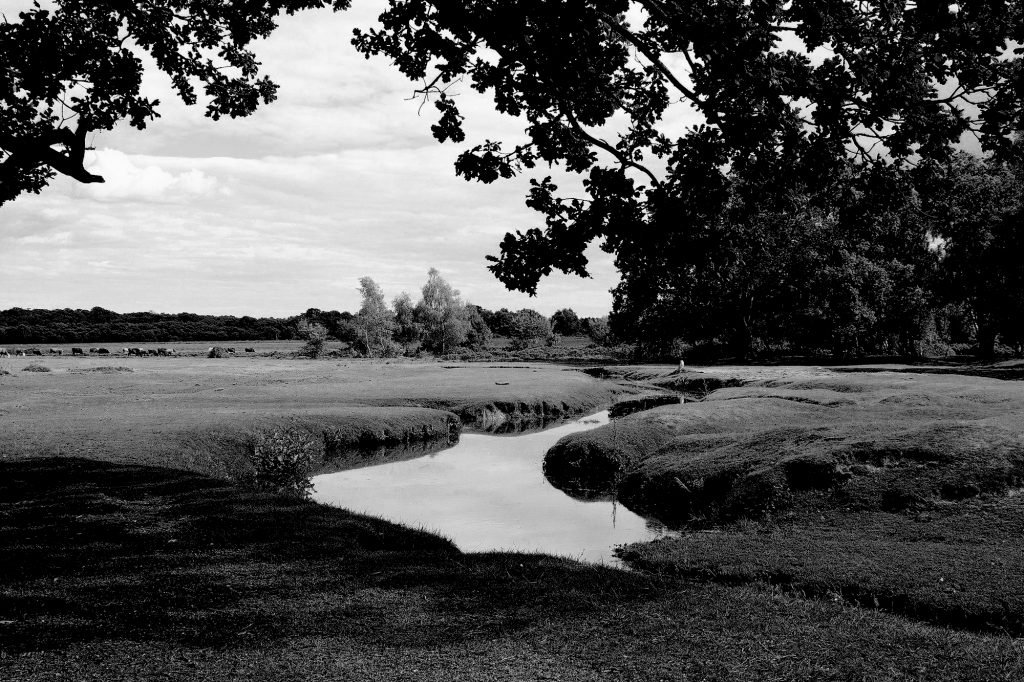 New Forest, UK