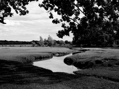 New Forest, UK