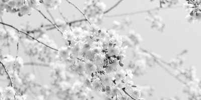 Spring Housing Market