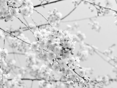 Spring Housing Market