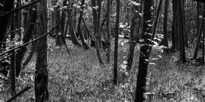 Ancient woodlands under threat