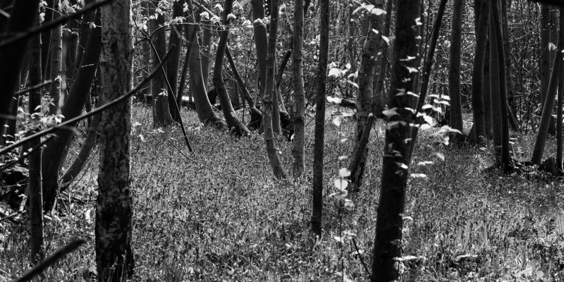 Ancient woodlands under threat