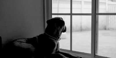 Dog in House