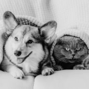 Black and white picture of dog and cat on sofa with blanket