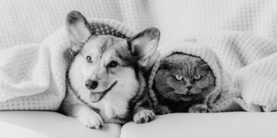 Black and white picture of dog and cat on sofa with blanket