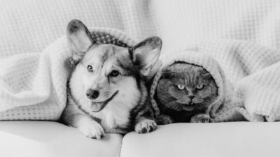 Black and white picture of dog and cat on sofa with blanket