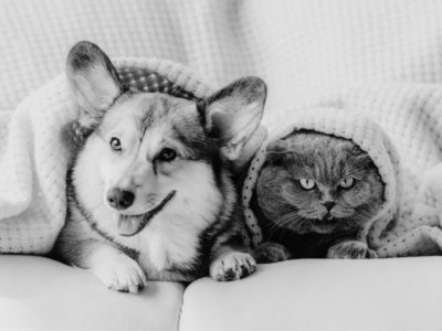 Black and white picture of dog and cat on sofa with blanket